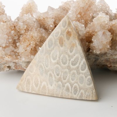 Fossilized Coral Cabochon