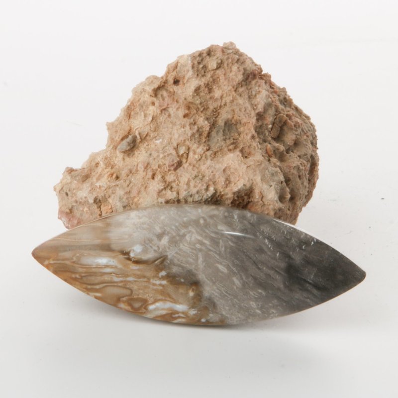 Palm Root Cabochon