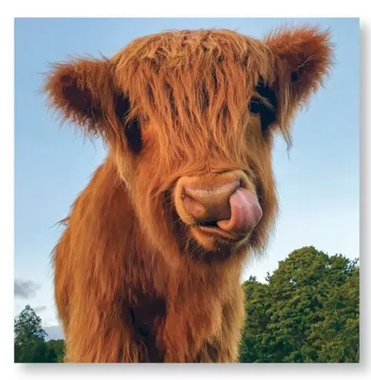 2025 Calendar Highland Cows Cattle Hanging Organiser Wall Planner Gift Christmas
