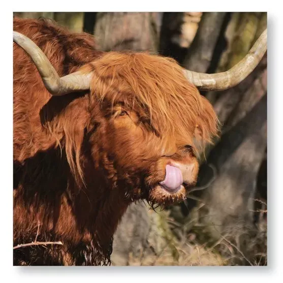 2025 Calendar Highland Cows Cattle Hanging Organiser Wall Planner Gift Christmas