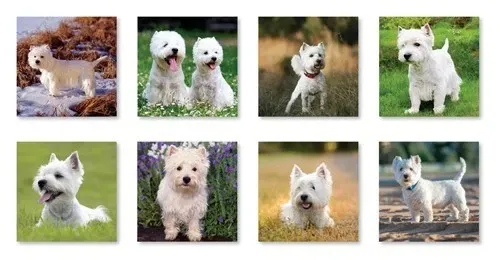 West Highland Terriers 2026 Calendar