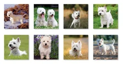 West Highland Terriers 2026 Calendar