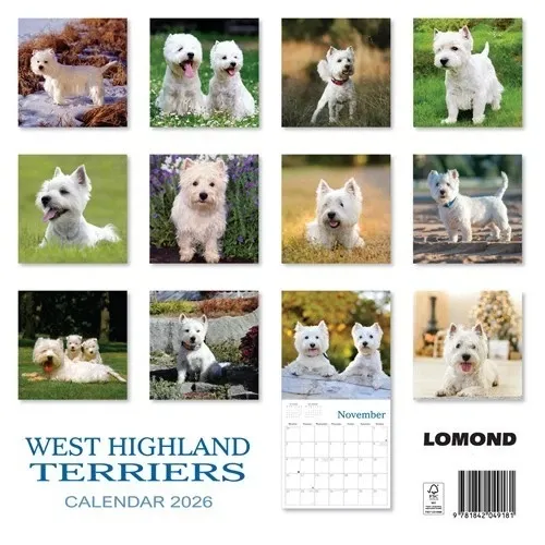 West Highland Terriers 2026 Calendar