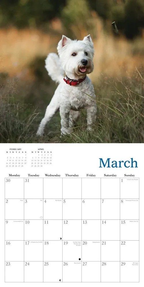 West Highland Terriers 2026 Calendar