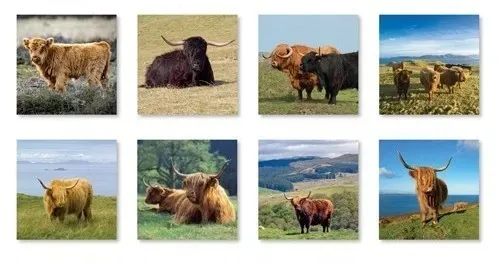 2026 Calendar Highland Cows