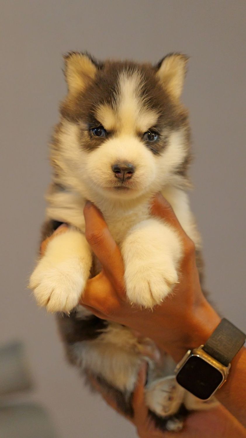 Husky Dog Price: The Best Guide to Finding the Perfect Husky for Sale