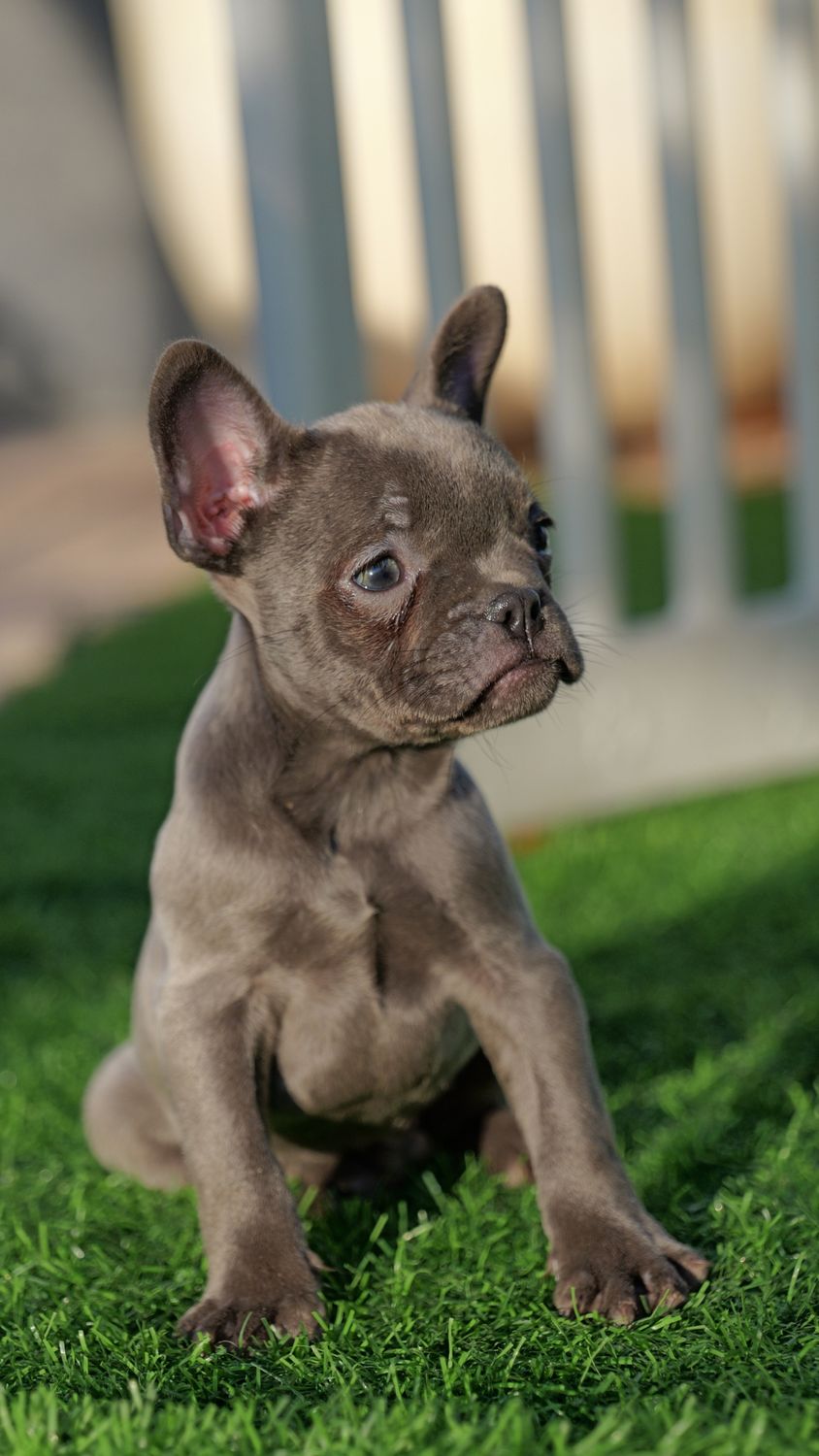 French Bulldog Price in India