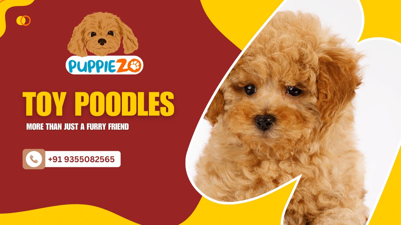 Poodle Puppies for Sale in India 2025: Your Complete Guide to Finding the Perfect Companion