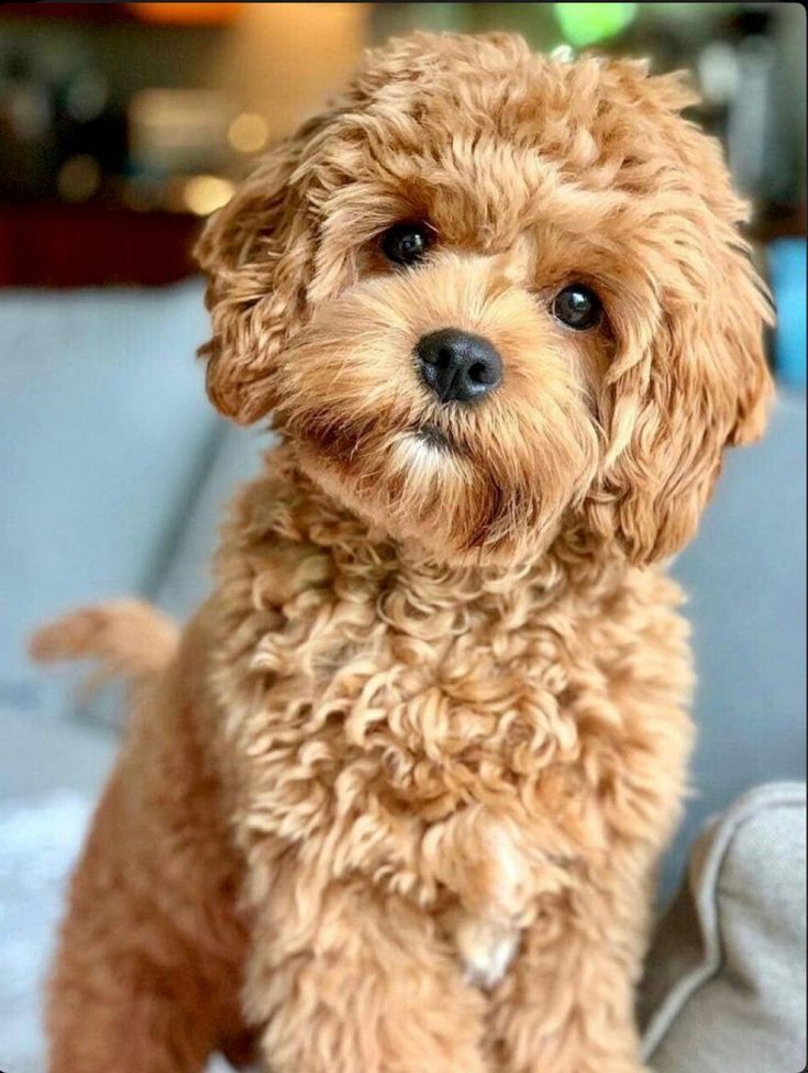 Poodle Puppies for Sale in India
