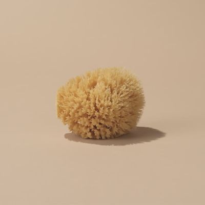 Sea Sponge | Wool