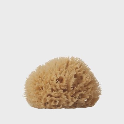 Sea Sponge | Wool