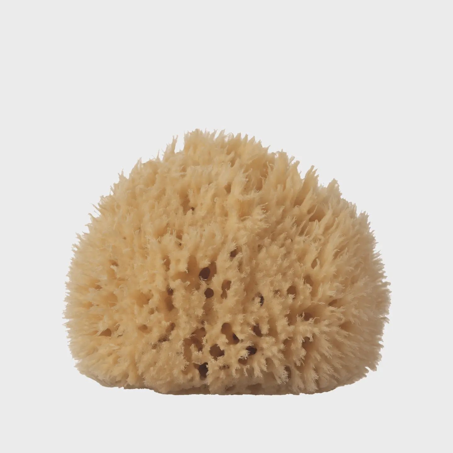 Sea Sponge | Wool, Size: l | 12-15cm