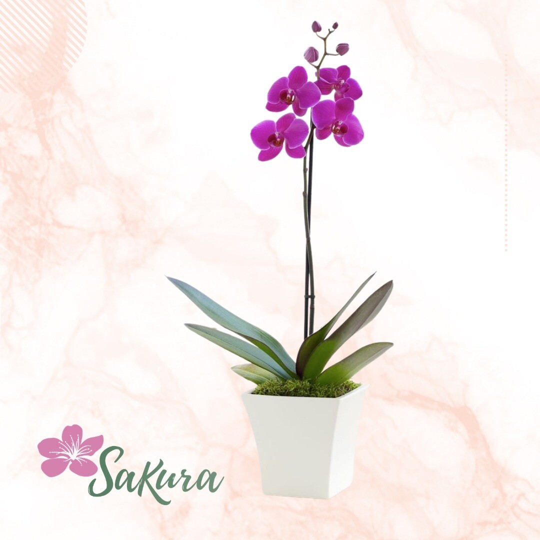 Planta de orquídea sencilla