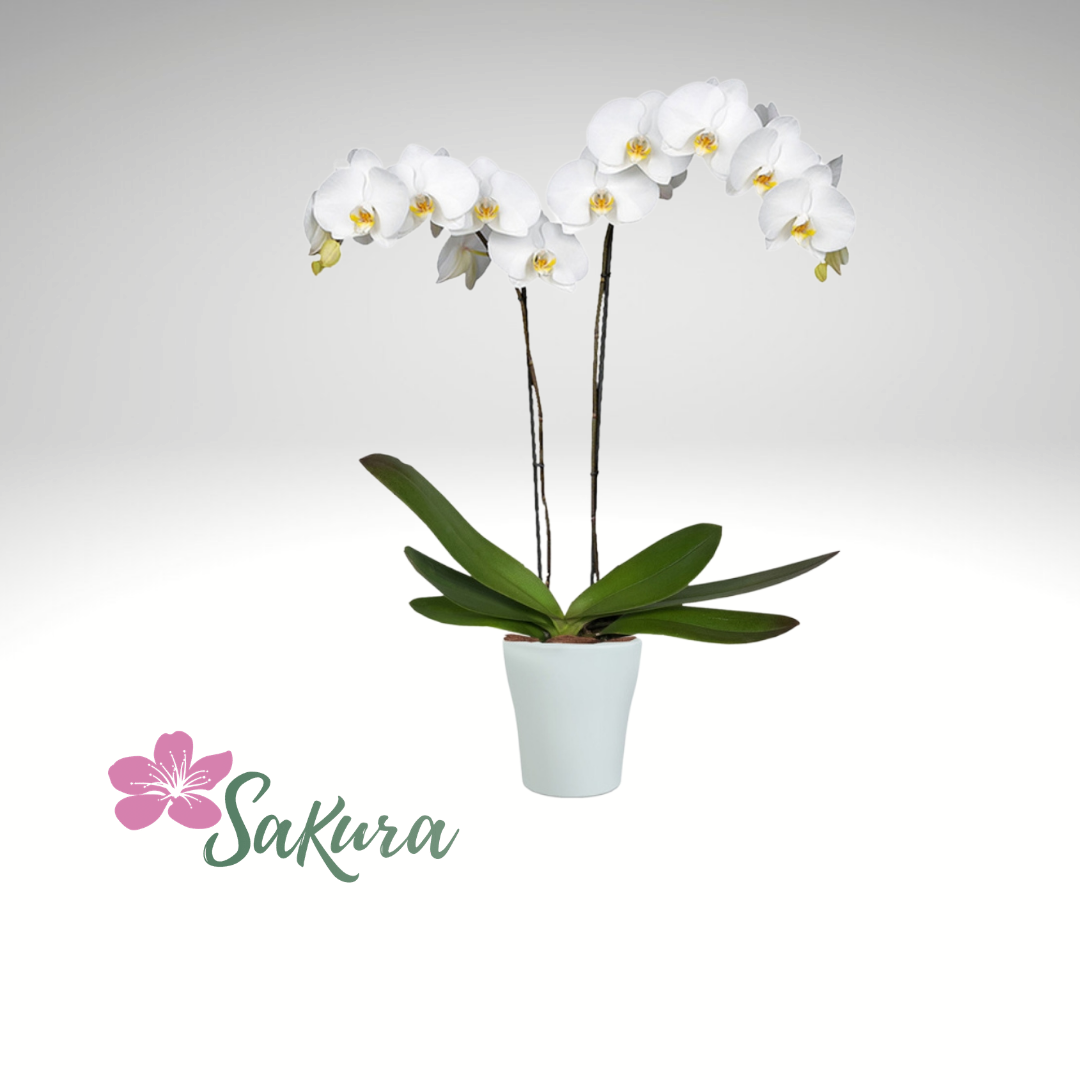 orquídea doble