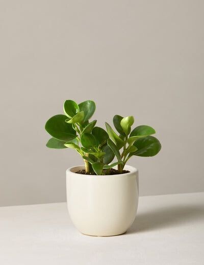 Planta de peperomia