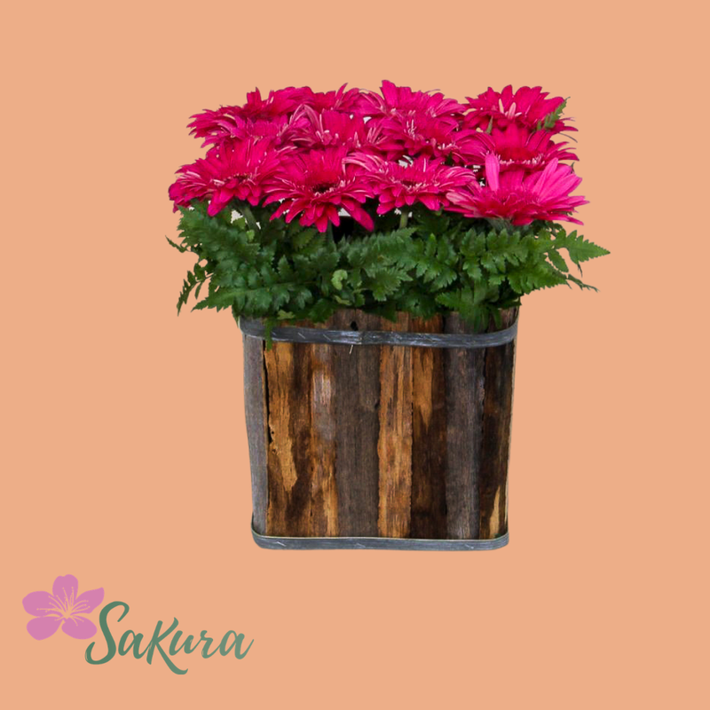 12 gerberas