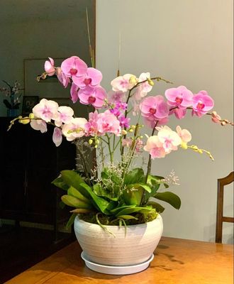 ORQUIDEAS Y PLANTAS