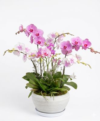 Jrdin de orquideas