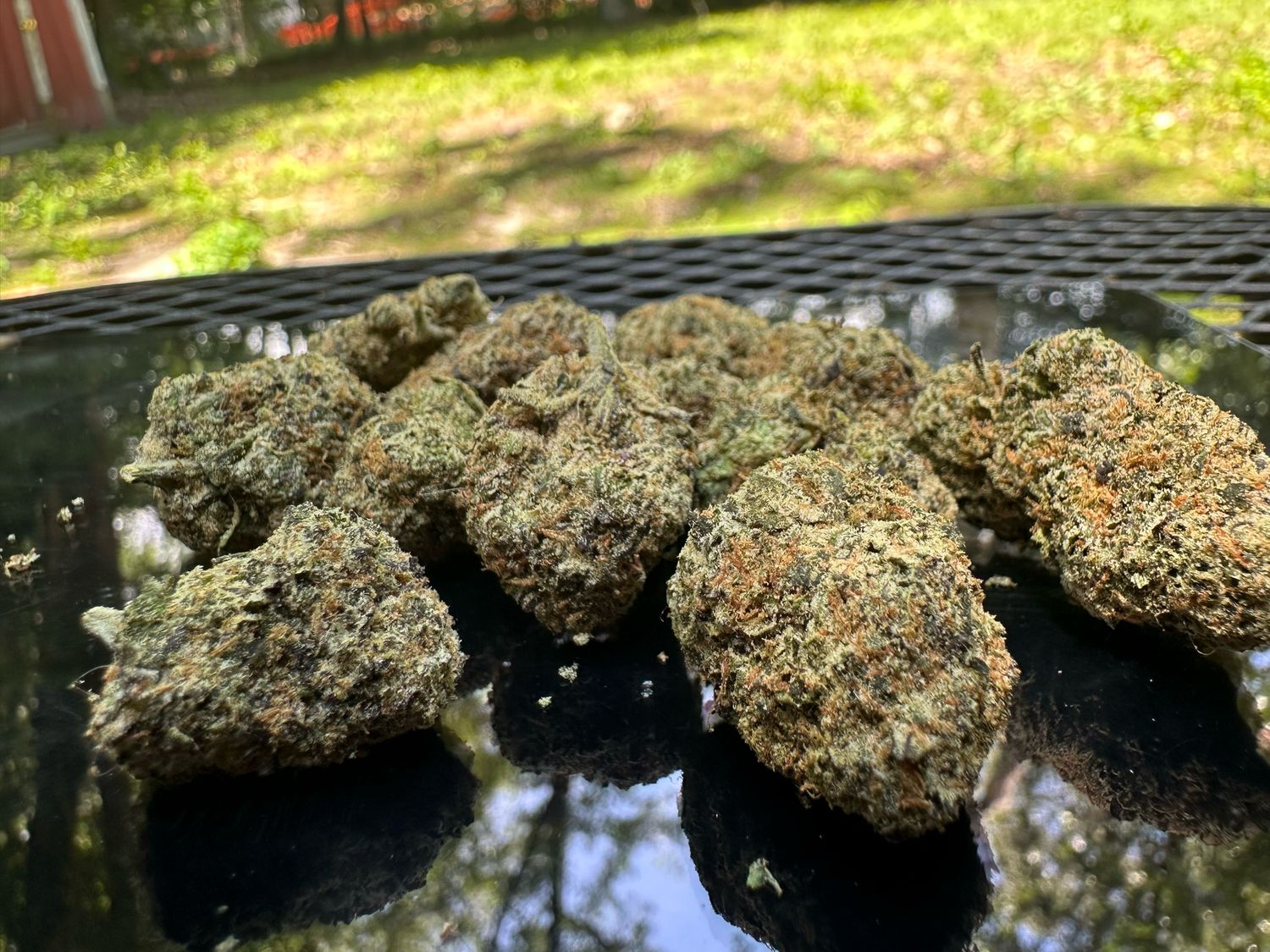 Lemon Drop - Sativa