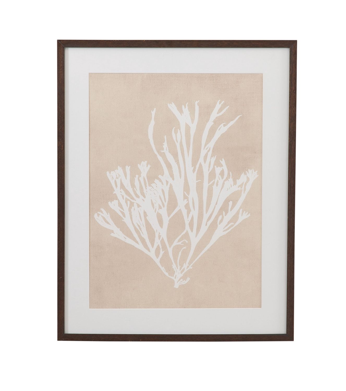 Gracilaria Multipartita Framed Print - Beige