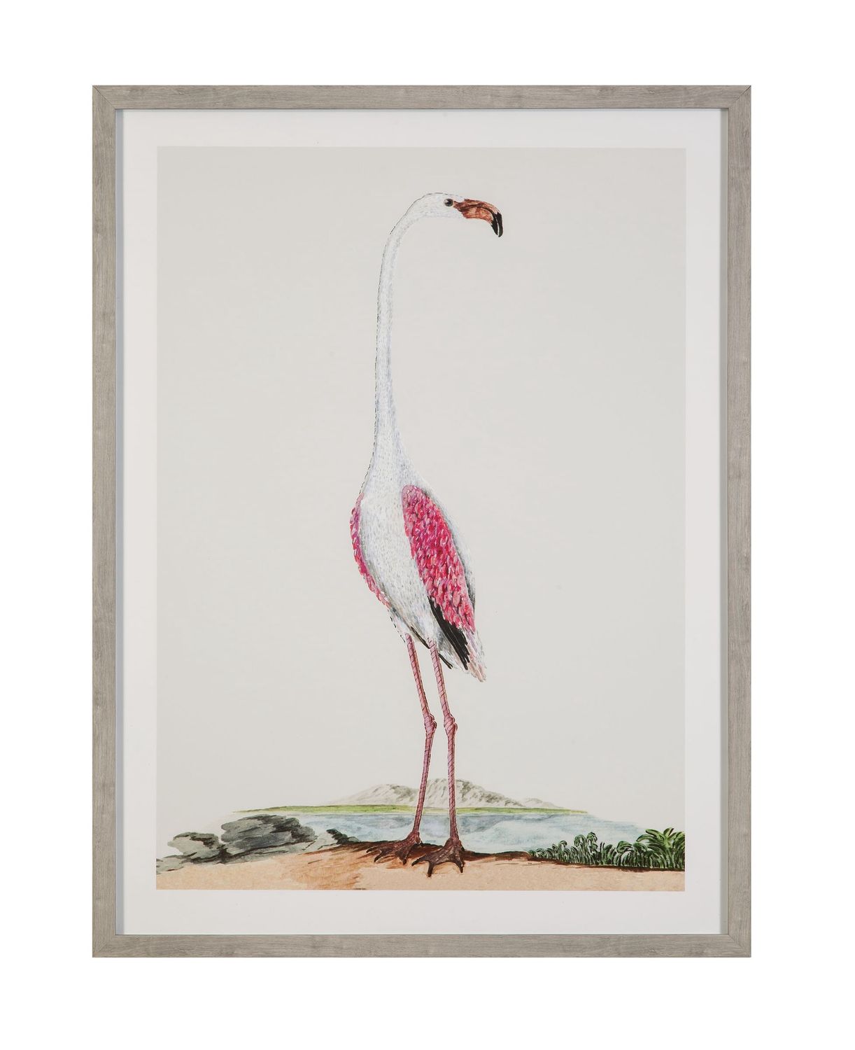 Vintage - Flamingo I Framed Print - Pink