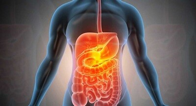Digestive Health