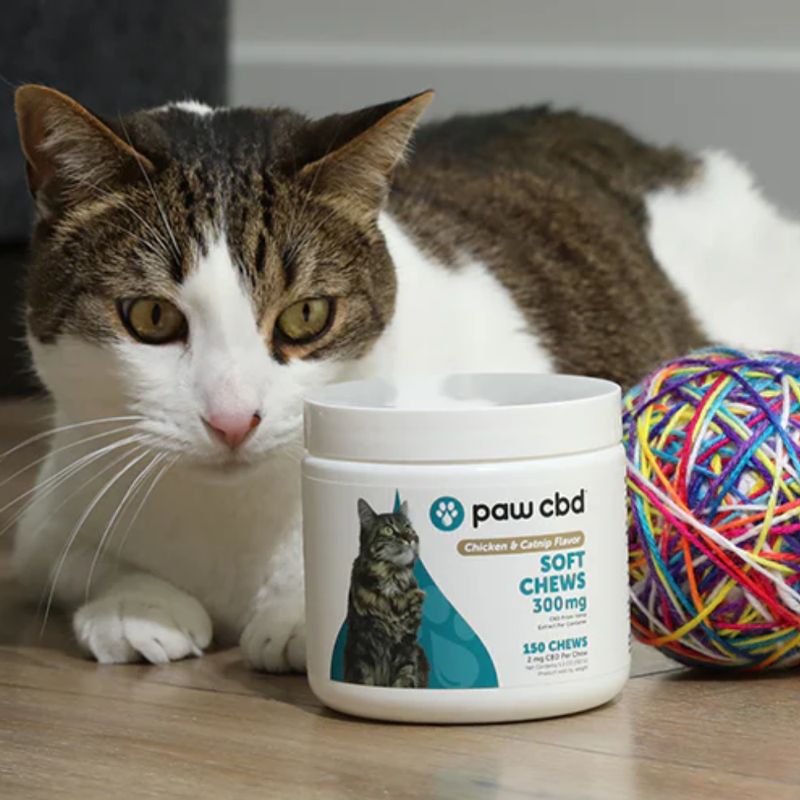 Paw CBD | Cat Soft Chews
