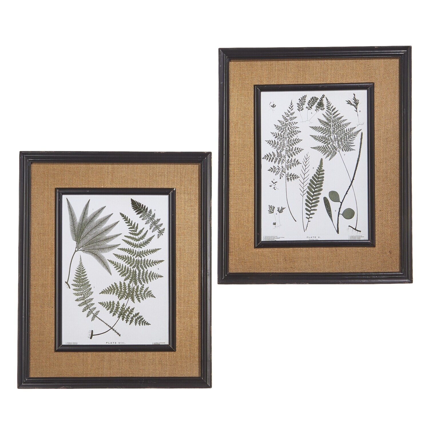 24&quot; Fern Framed Print