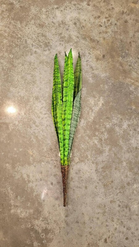 23" Snake Plant Stem