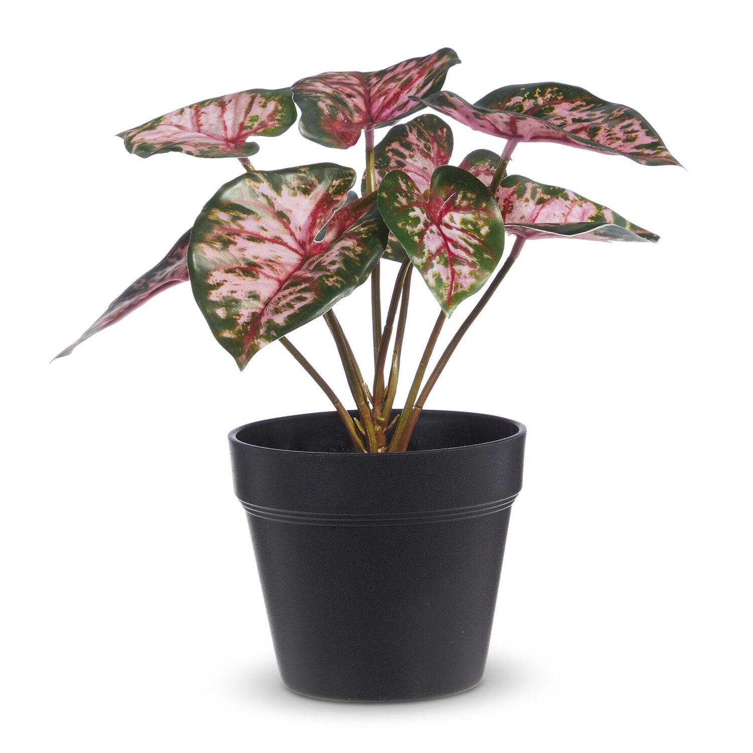 9&quot; Potted Pink Beauty Caladium