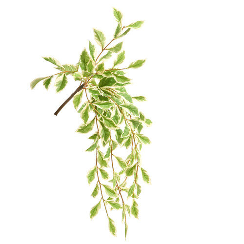 21" String of Pearls Greenery Bush