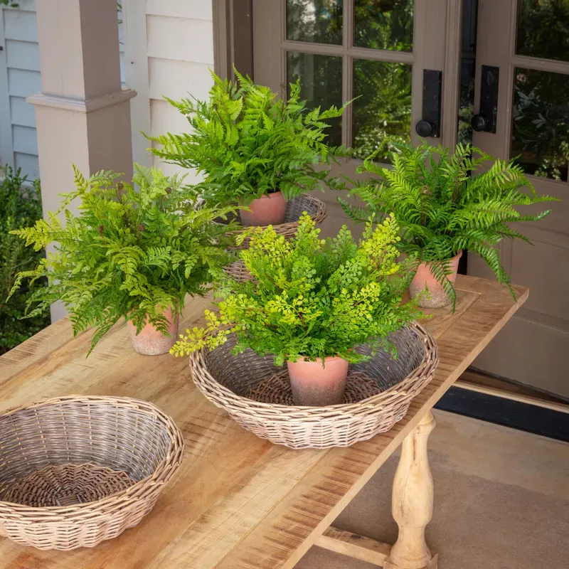 Conservatory Ferns