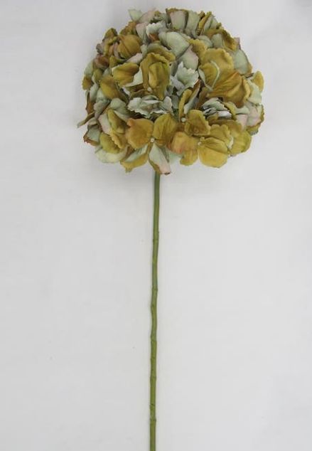 Hydrangea Stem-Late Season