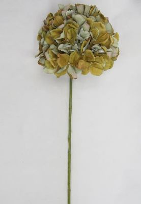Hydrangea Stem-Late Season