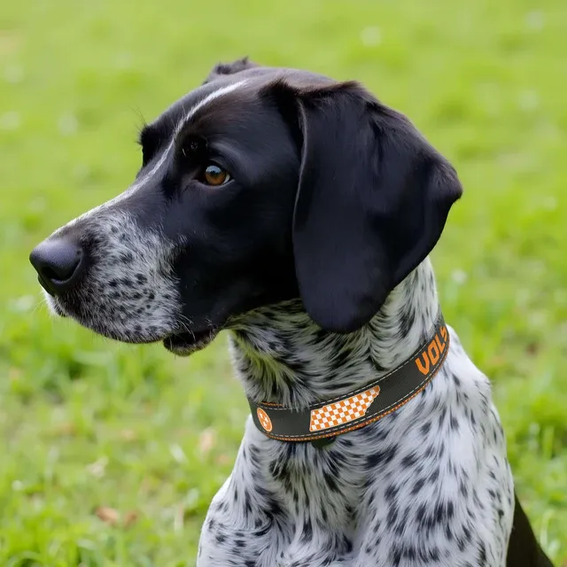 Adjustable Dog Collar-TN