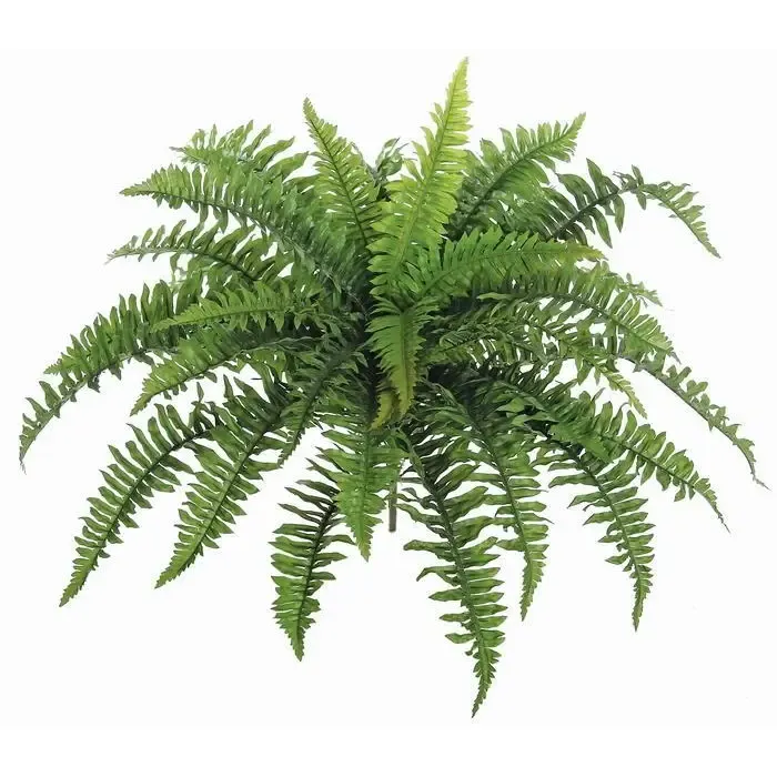 Green Boston Fern 26&quot;