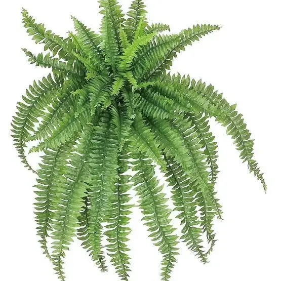 Large Green Boston Fern
