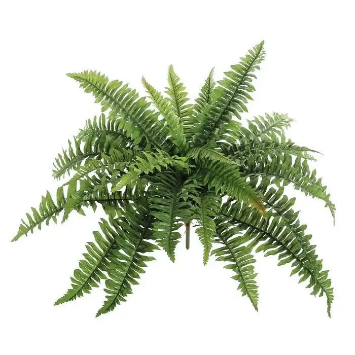 Green Boston Fern 22&quot;