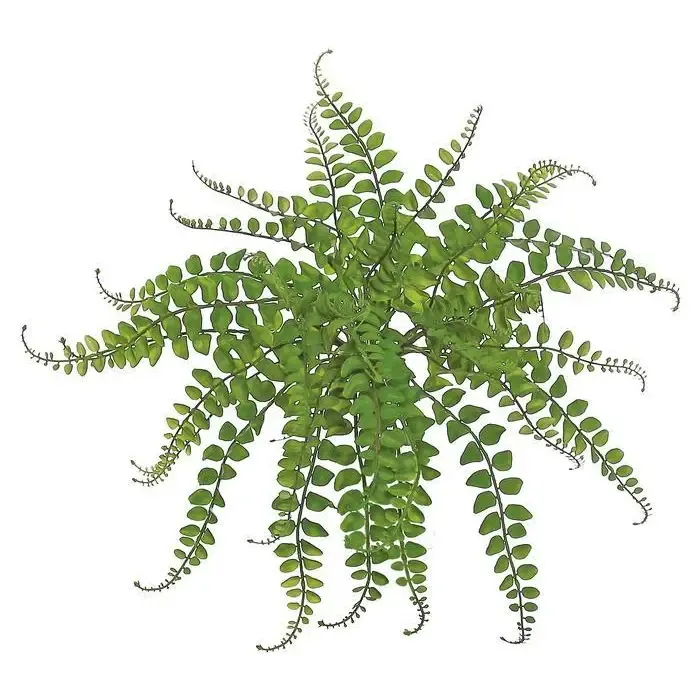 Button Fern