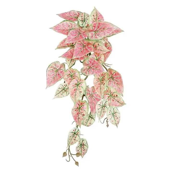 Pink Caladium Hanging Bush