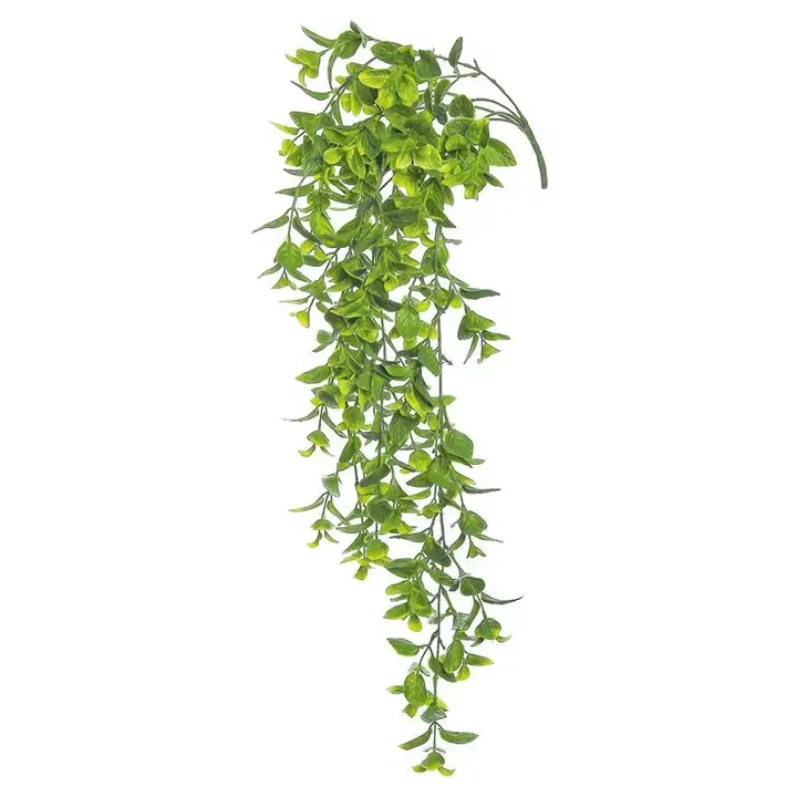 Hanging Mint Vine
