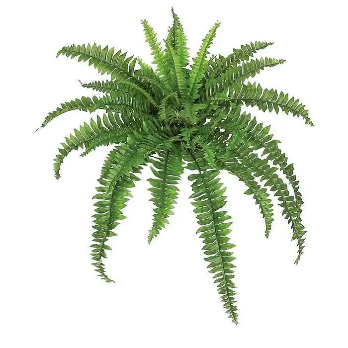 Medium Green Boston Fern