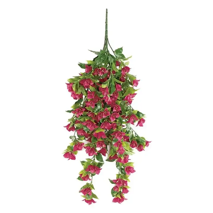 Hot Pink Bougainvillea Hanging Bush