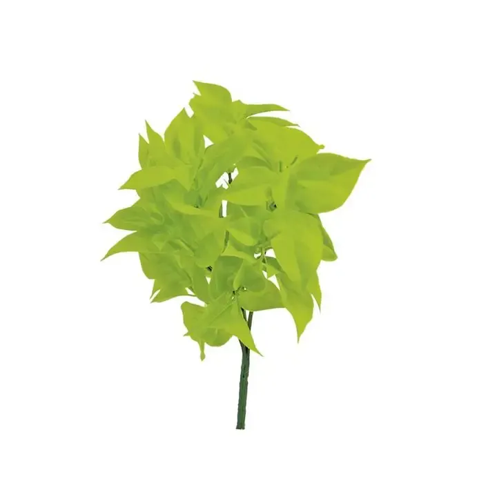 Gardenia Leaf Bush