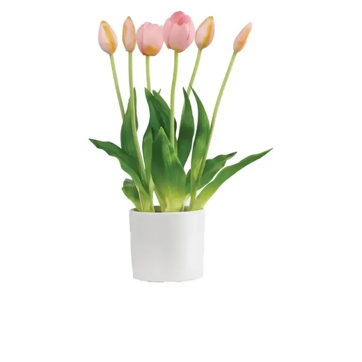 Pink Tulip In Pot