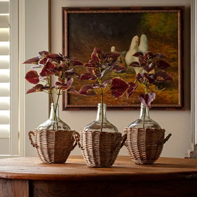 Coleus Noir