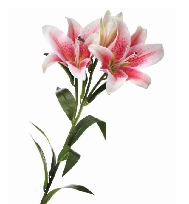 VG Natural Touch Lily
