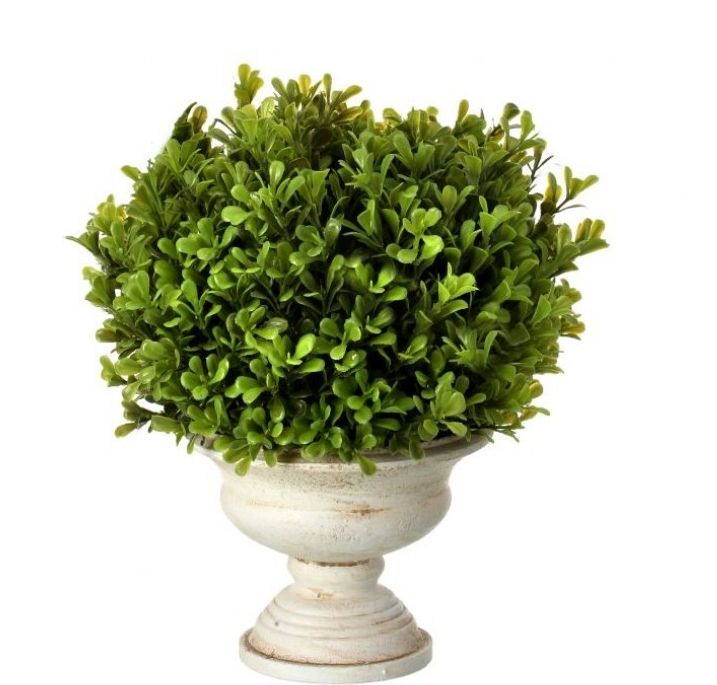 VG Spring Boxwood Ball in Urn 11&quot;