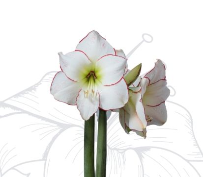 VG Amaryllis Pink-Picasso