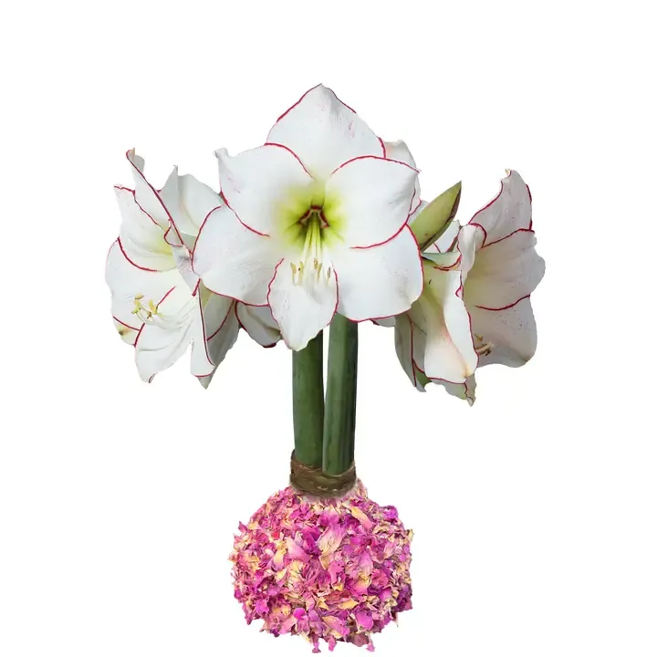 VG Picasso w Rose Petal Base Amaryllis